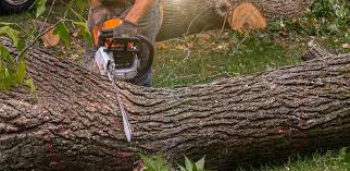 Best Fruit Tree Pruning  in Del Rey Oaks, CA