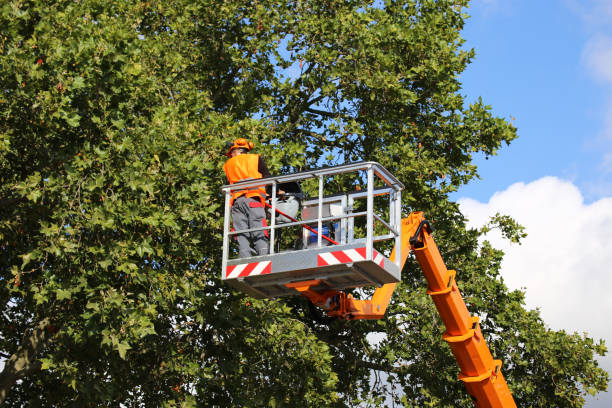  Del Rey Oaks, CA Tree Removal Pros