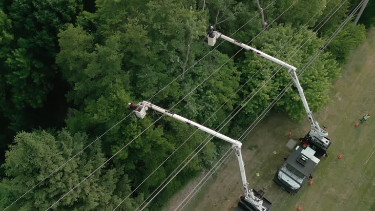 Best Commercial Tree Services  in Del Rey Oaks, CA