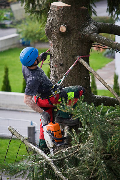 Lawn Renovation and Restoration in Del Rey Oaks, CA