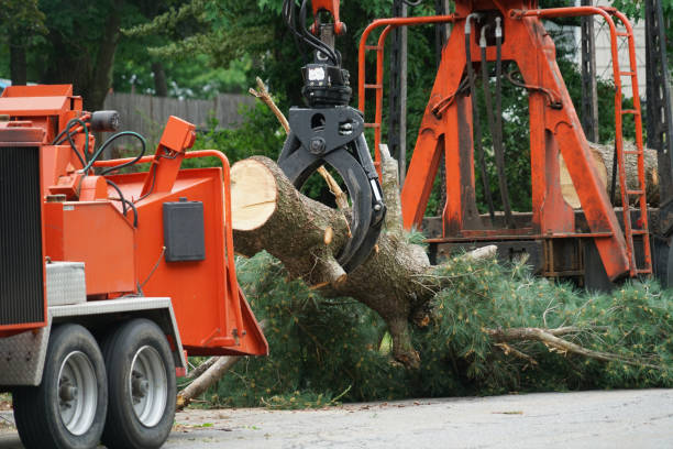 Best Tree Removal  in Del Rey Oaks, CA