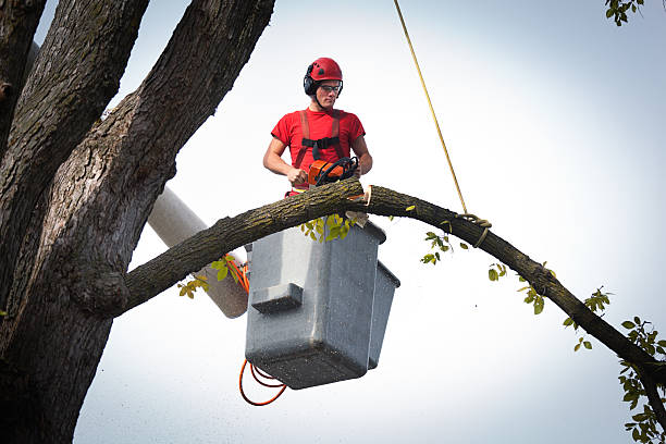 Professional Tree Removal in Del Rey Oaks, CA