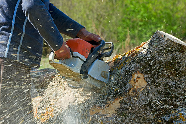 Best Root Management and Removal  in Del Rey Oaks, CA